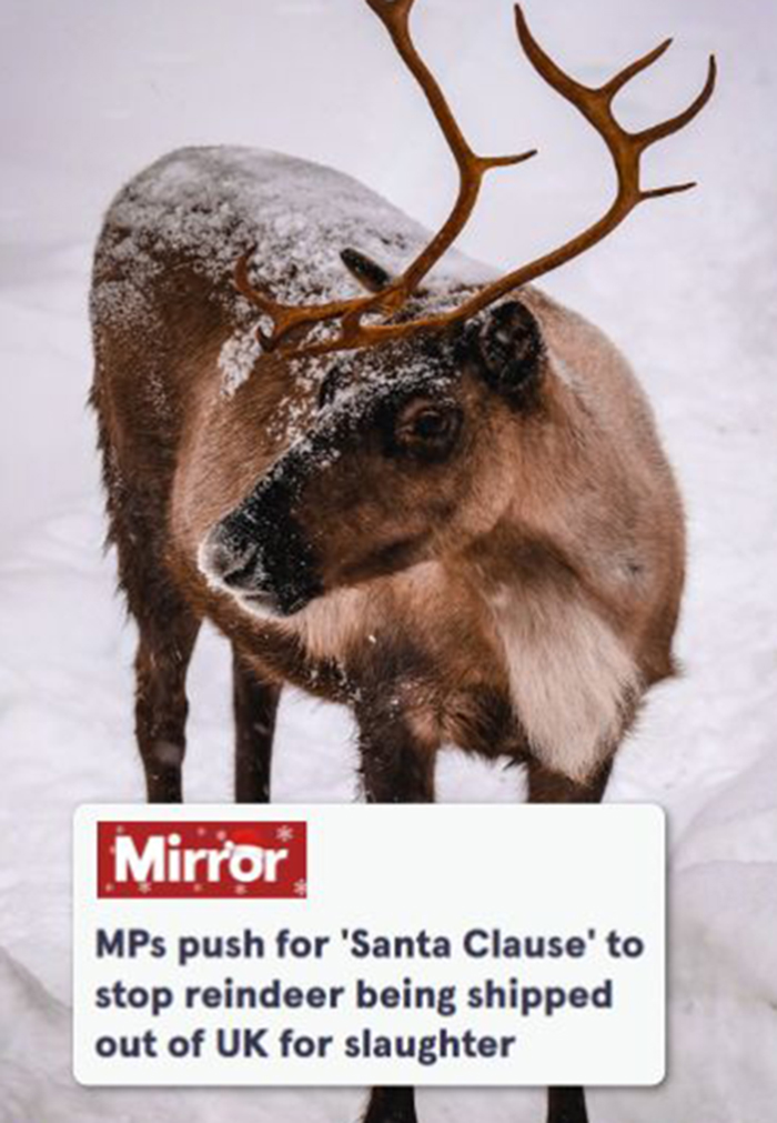 A reindeer and the headline 'MPs push for 'Santa Clause' to stop reindeer being shipped out of UK for slaughter'