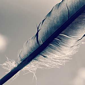 A feather in black and white