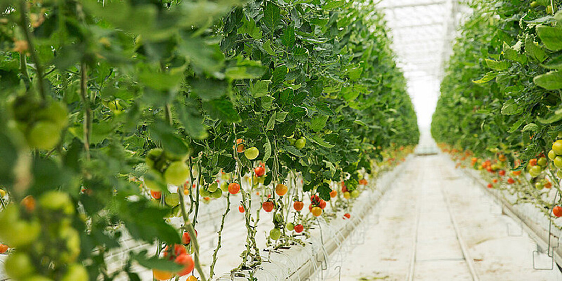 Tomatoes growing in a greenhouse.
