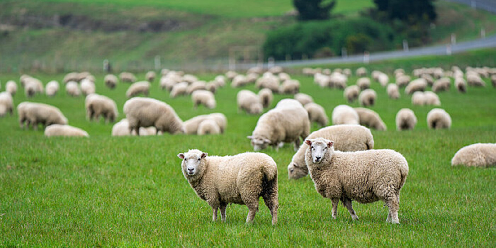 Sheep in a field.