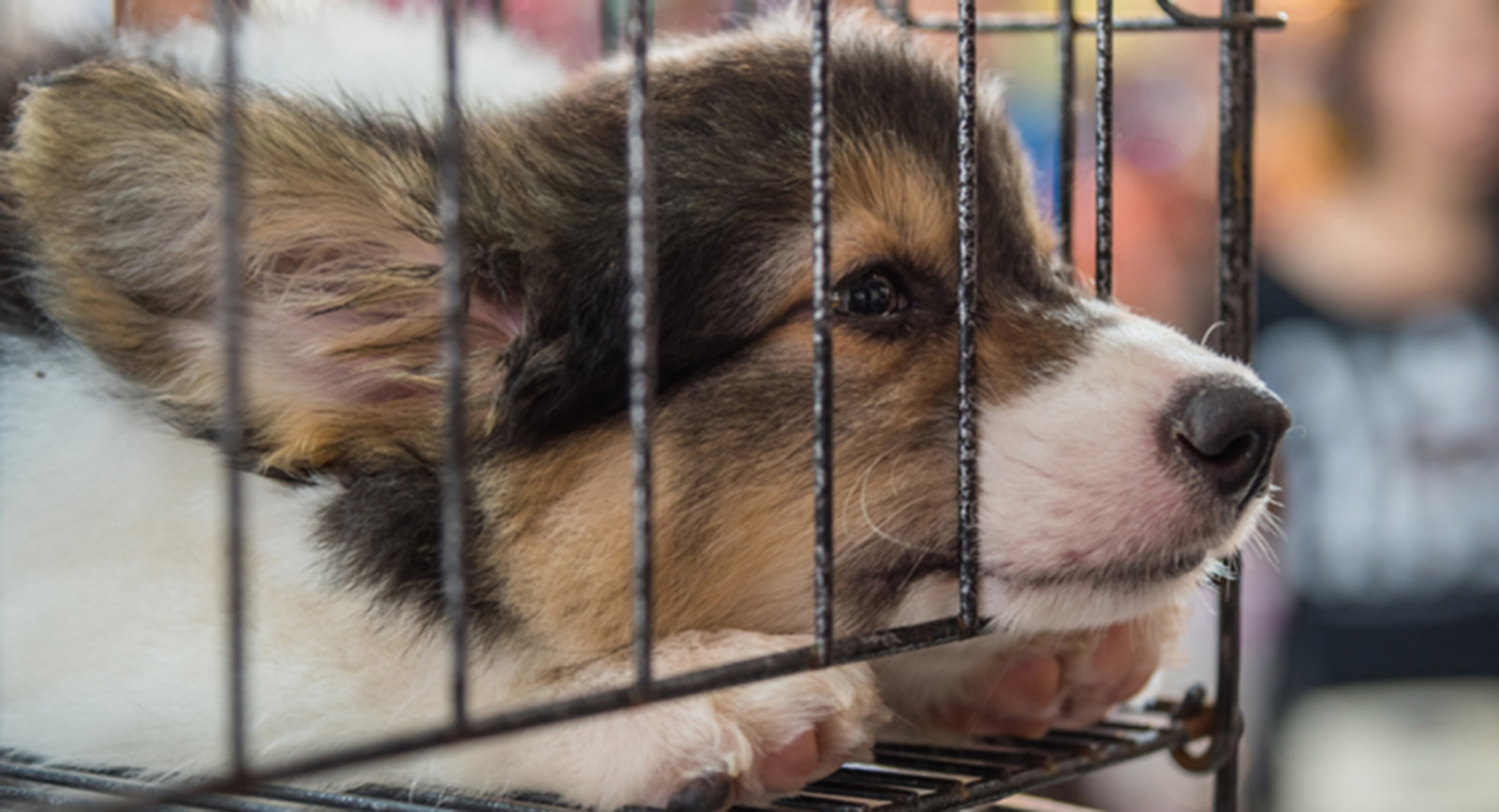 A puppy lies down in a cage.